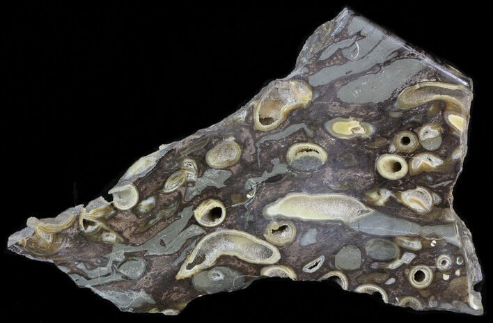 Slab Fossil Teredo (Shipworm Bored) Wood - England #40358